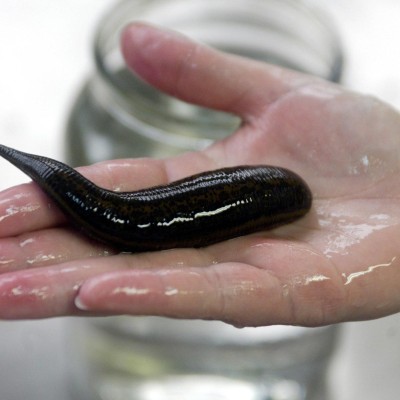 Optimus leech OIL Malaysia
