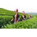 the best Thailand Green Tea for Slimming 200g