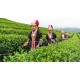 the best Thailand Green Tea for Slimming 200g