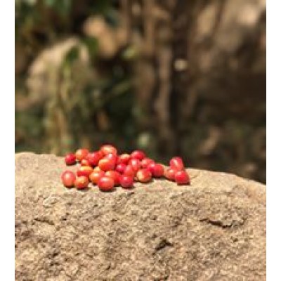   5 KG Unroasted Arabica Mocha Green Coffee Beans Malaysia