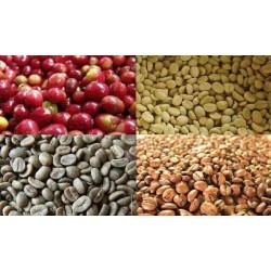   5 KG Unroasted Arabica Mocha Green Coffee Beans STRONG distinctive wholesale 