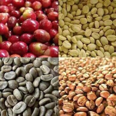   5 KG Unroasted Arabica Mocha Green Coffee Beans Malaysia