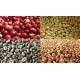 5 KG Unroasted Arabica Mocha Green Coffee Beans STRONG distinctive wholesale