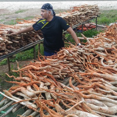 Original Red Tongkat Ali ( Red ) 500 G 